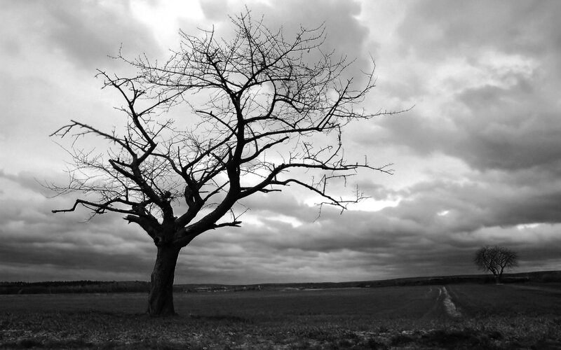 Bare Tree in Field — Black, Dramatic, Autumn