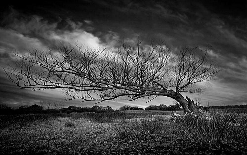 Bare Tree in Field — Black, Dramatic