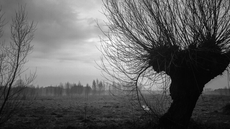 Bare Tree in Field — Black, Dreary