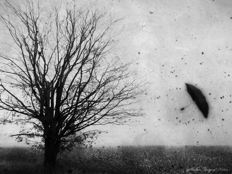 Bare Tree in Field — Black, Somber
