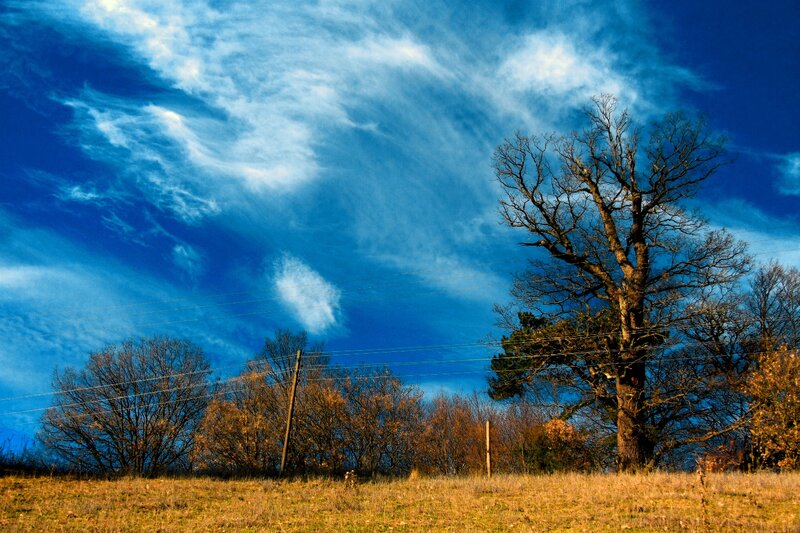 Bare Tree in Field — Blue, Dramatic, Autumn