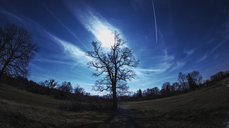 Bare Tree in Field — Blue, Dramatic, Night, Photograph, Sky