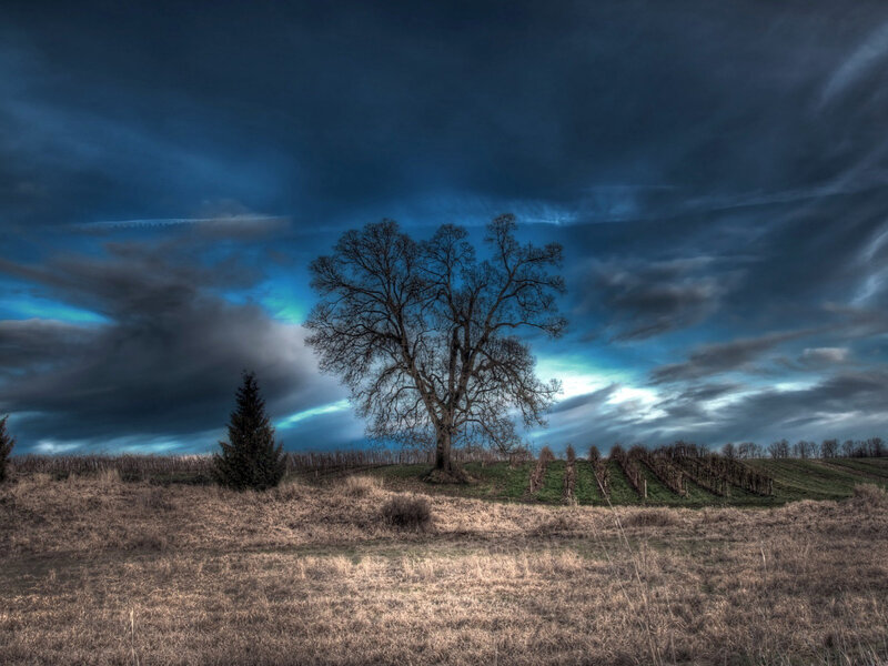 Bare Tree in Field — Blue, Dramatic, Night, Photograph