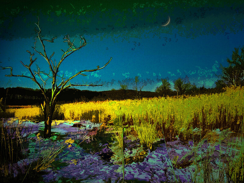 Bare Tree in Field — Blue, Dramatic, Night