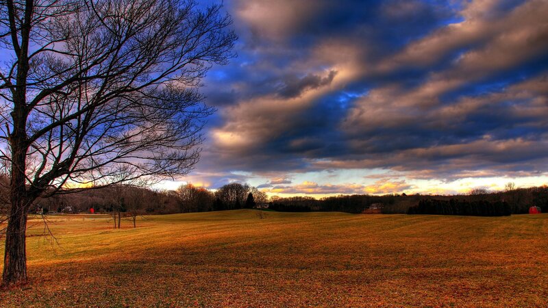 Bare Tree in Field — Blue, Dramatic, Sunset