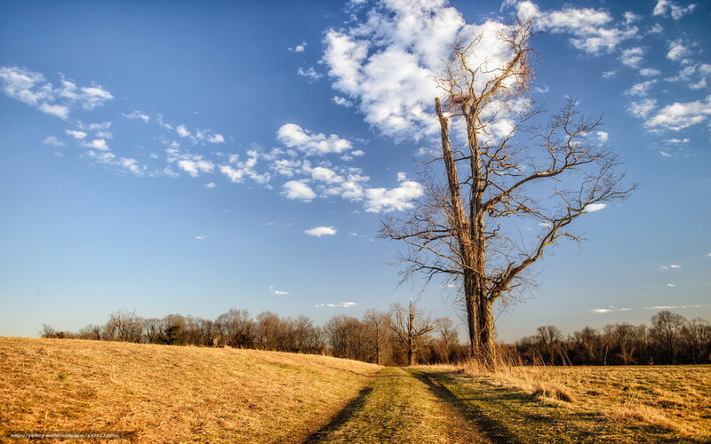 Bare Tree in Field — Blue, Serene, Afternoon, Photograph, Sky