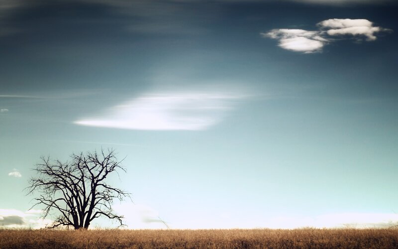 Bare Tree in Field — Blue, Serene, Afternoon