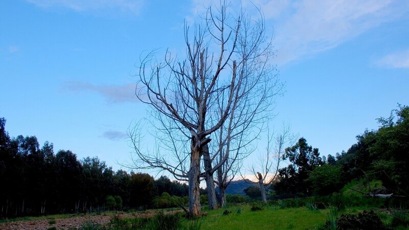 Bare Tree in Field — Blue, Serene, Sunset