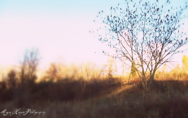 Bare Tree in Field — Blue, Serene