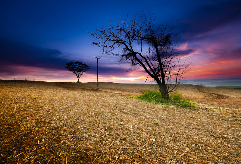 Bare Tree in Field — Blue