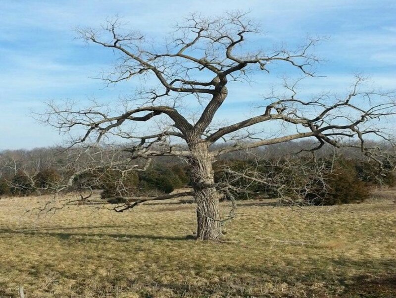 Bare Tree in Field — Brown, Calm
