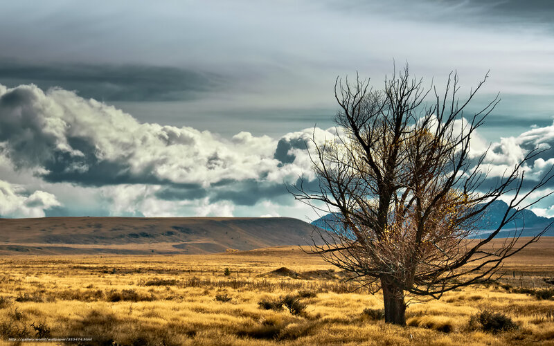 Bare Tree in Field — Brown, Dramatic, Afternoon, Photograph, Clouds