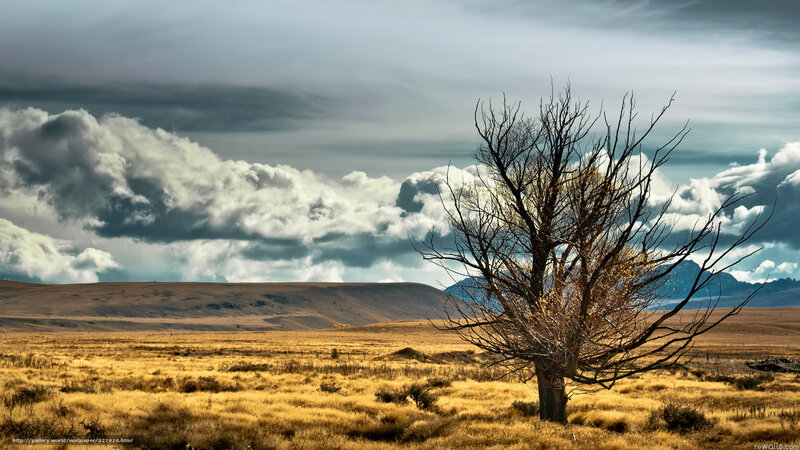 Bare Tree in Field — Brown, Dramatic, Afternoon, Photograph