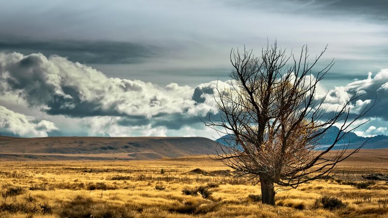 Bare Tree in Field — Brown, Dramatic, Afternoon