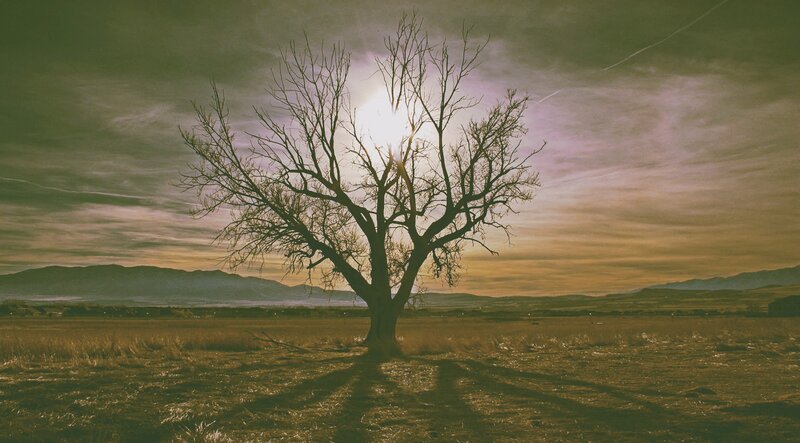 Bare Tree in Field — Brown, Dramatic, Sunset, Photograph, Mountains