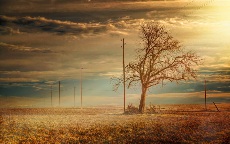 Bare Tree in Field — Brown, Dramatic, Sunset