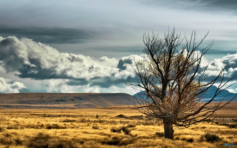 Bare Tree in Field — Brown, Dramatic
