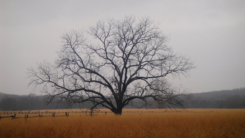 Bare Tree in Field — Brown, Dreary