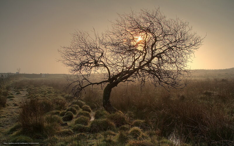 Bare Tree in Field — Brown, Serene, Sunset