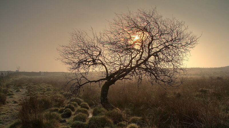 Bare Tree in Field — Brown, Serene