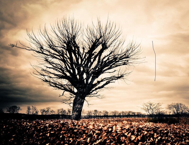 Bare Tree in Field — Brown