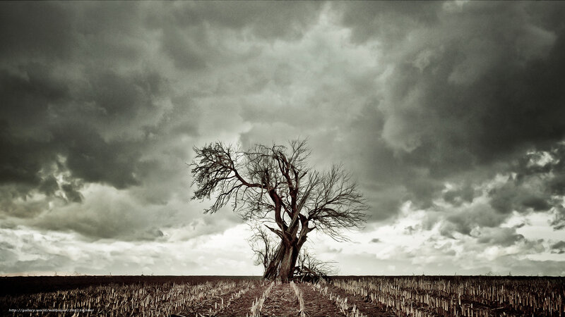 Bare Tree in Field — Gray, Dramatic