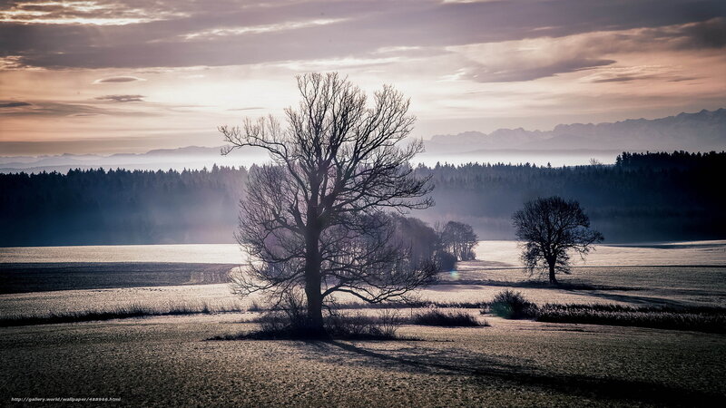 Bare Tree in Field — Gray, Serene
