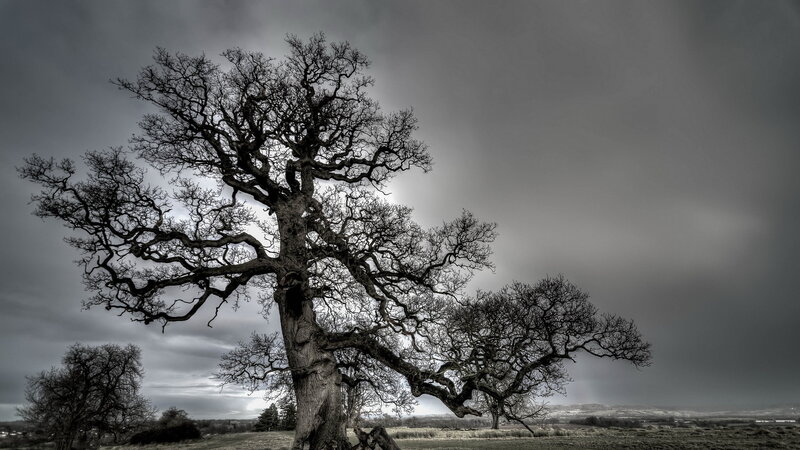 Bare Tree in Field — Gray