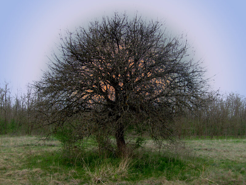 Bare Tree in Field — Green, Calm