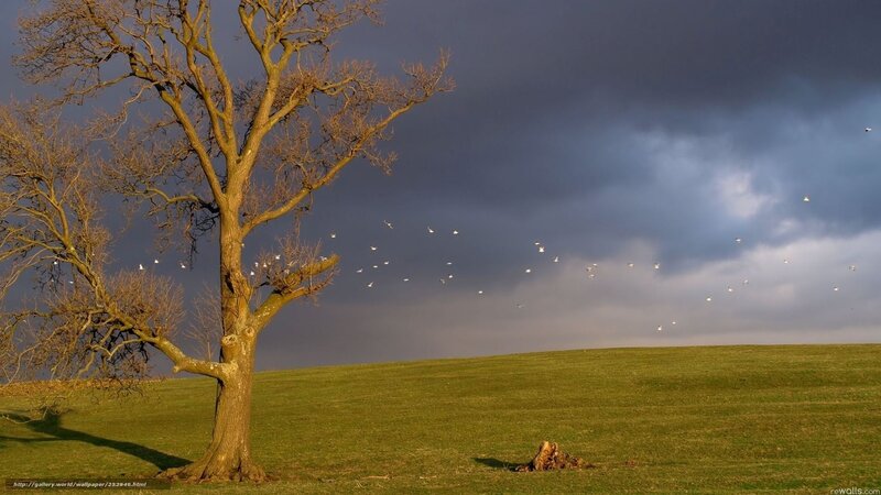 Bare Tree in Field — Green, Dramatic, Afternoon, Photograph, Birds