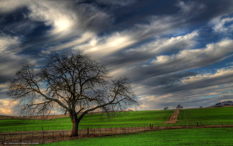 Bare Tree in Field — Green, Dramatic, Afternoon, Photograph, Clouds