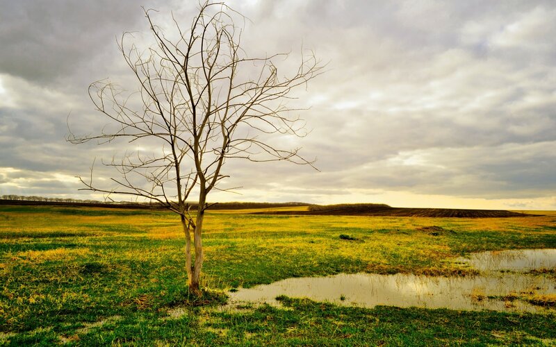 Bare Tree in Field — Green, Dramatic, Afternoon, Photograph