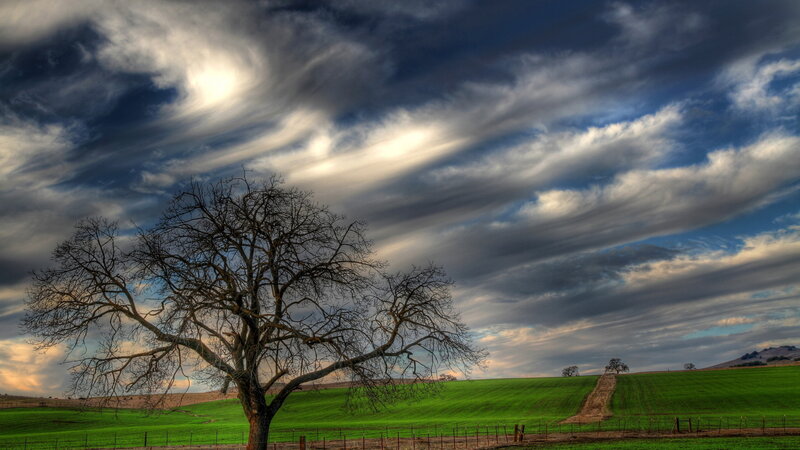 Bare Tree in Field — Green, Dramatic, Afternoon