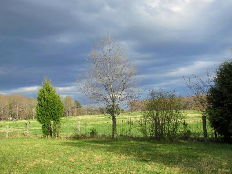 Bare Tree in Field — Green, Dramatic, Spring