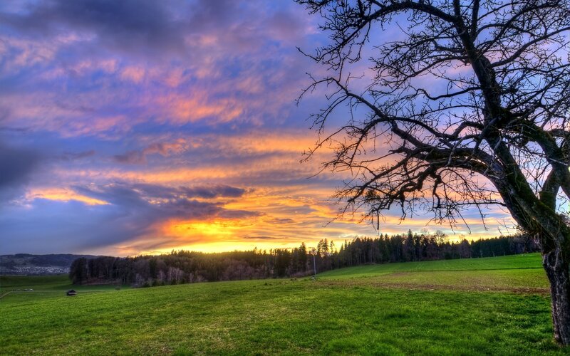 Bare Tree in Field — Green, Dramatic, Sunset, Photograph, Forest