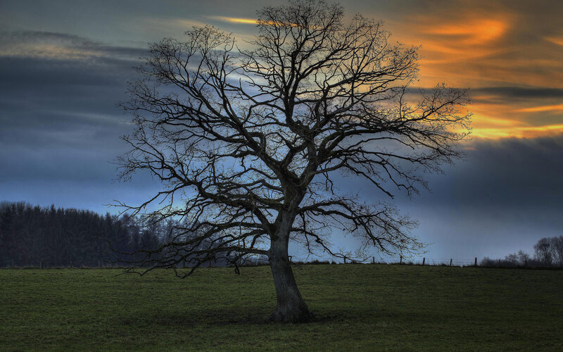 Bare Tree in Field — Green, Dramatic, Sunset, Photograph, Sky, Clouds