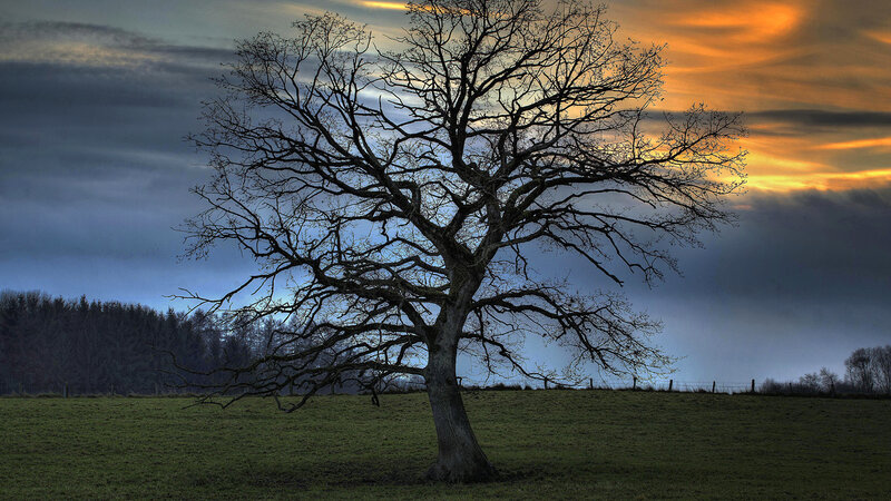 Bare Tree in Field — Green, Dramatic, Sunset, Photograph, Sky