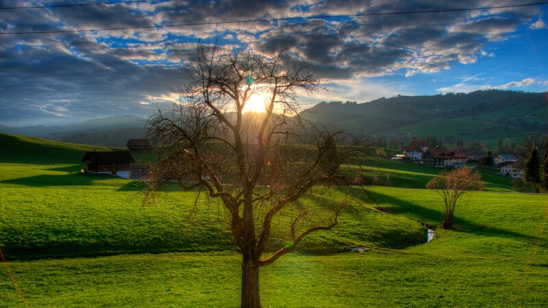 Bare Tree in Field — Green, Dramatic, Sunset, Photograph, Sun