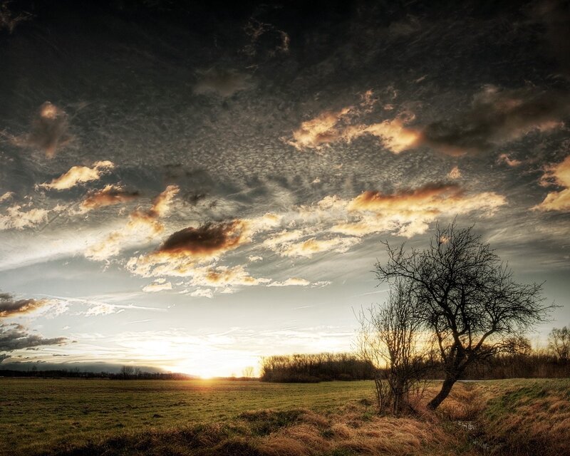Bare Tree in Field — Green, Dramatic, Sunset, Photograph