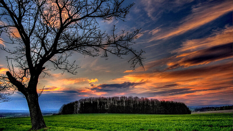Bare Tree in Field — Green, Dramatic