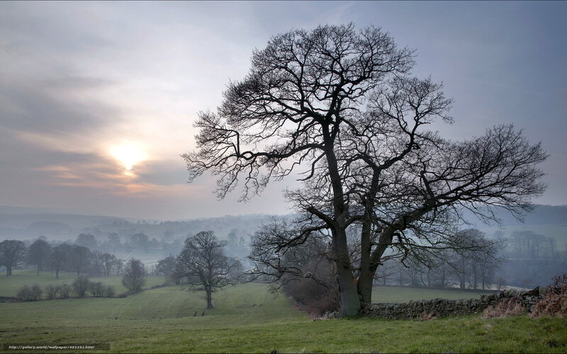 Bare Tree in Field — Green, Serene, Morning