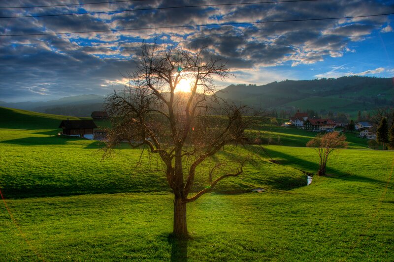 Bare Tree in Field — Green, Serene, Sunrise