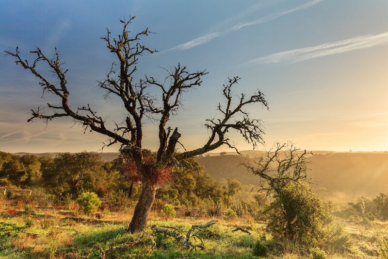 Bare Tree in Field — Green, Serene, Sunset, Photograph