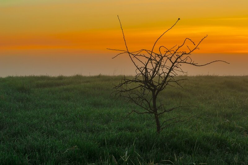 Bare Tree in Field — Green, Serene, Sunset