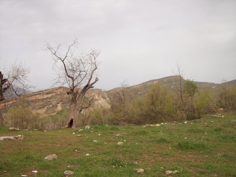 Bare Tree in Field — Green