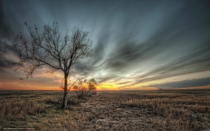 Bare Tree in Field — Orange, Dramatic, Sunset
