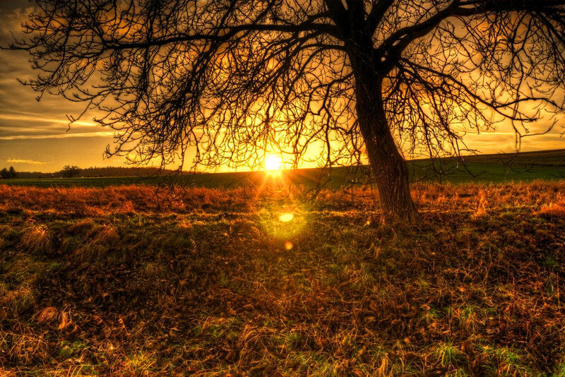 Bare Tree in Field — Orange, Dramatic