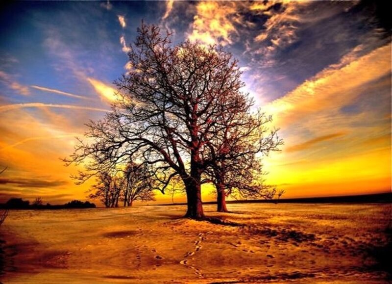 Bare Tree in Field — Orange
