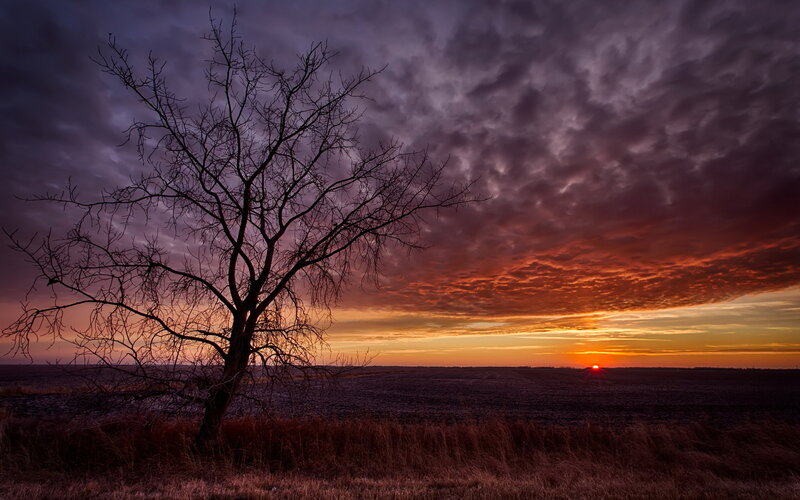 Bare Tree in Field — Purple, Dramatic