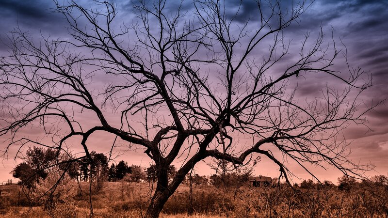 Bare Tree in Field — Purple